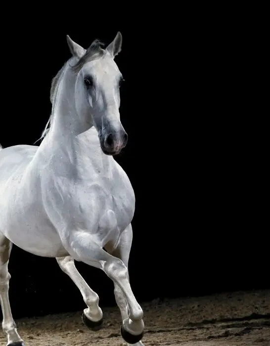Lippizzaner-Horse-Trotting