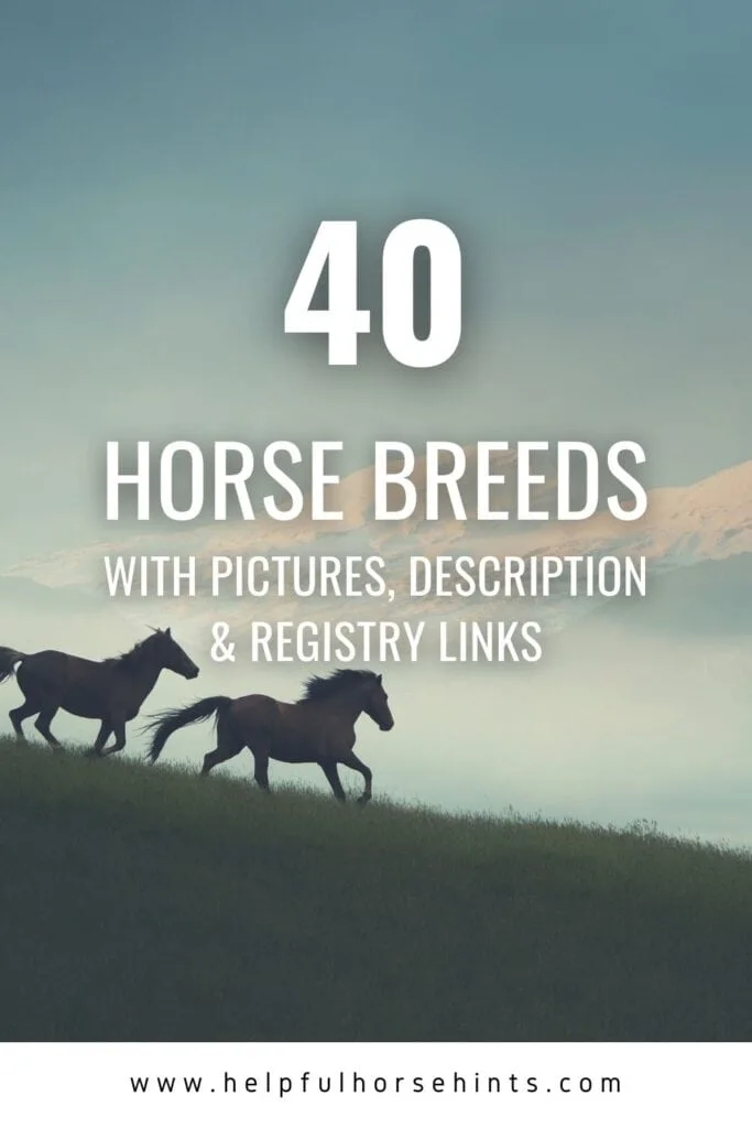 Pinterest pin - List of 40 Horse Breeds w/ Pictures, Description & Registry Links
