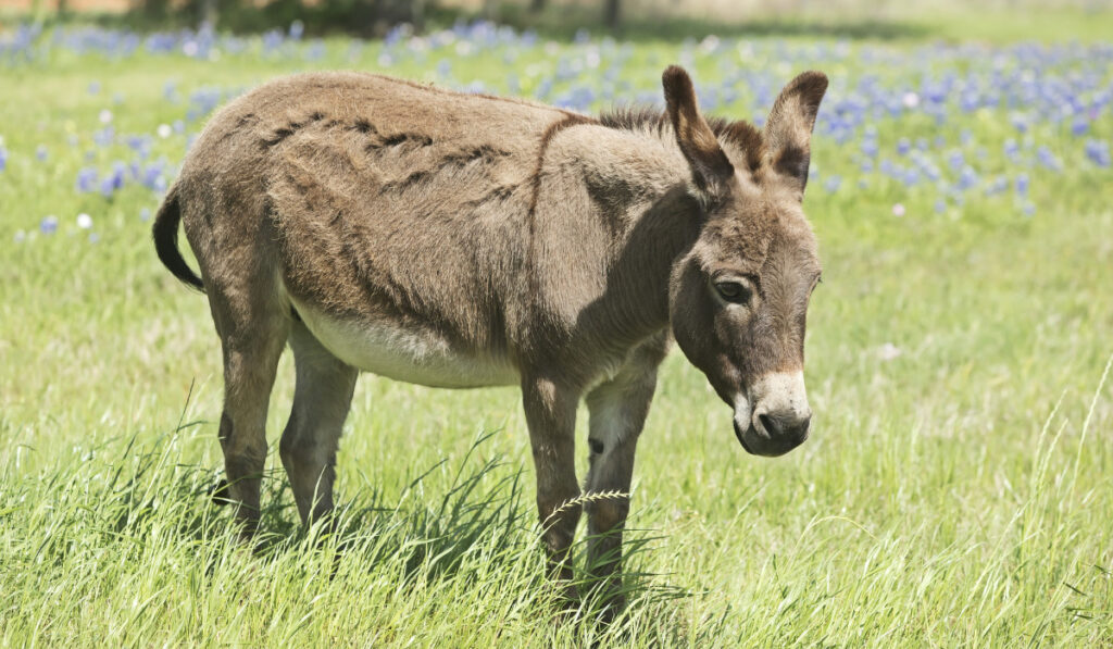 Little donkey standing on the bluebonnet field