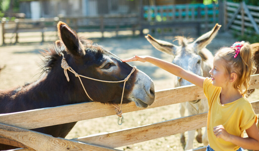 Little girl in contact farm zoo with donkey