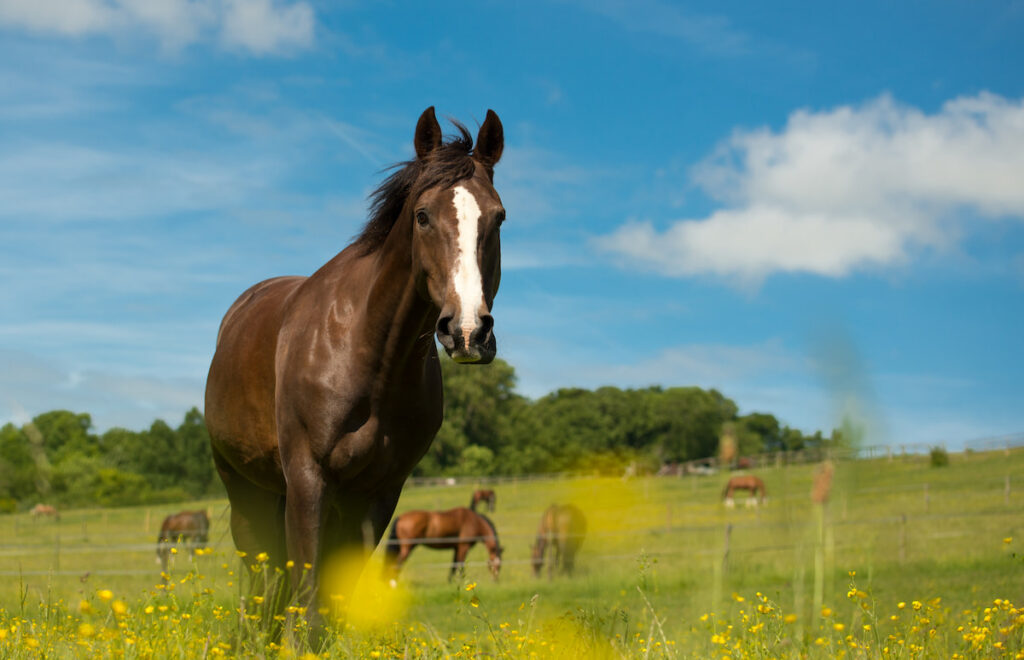 Liver Chestnut Horse standing in a field with yellow flowers