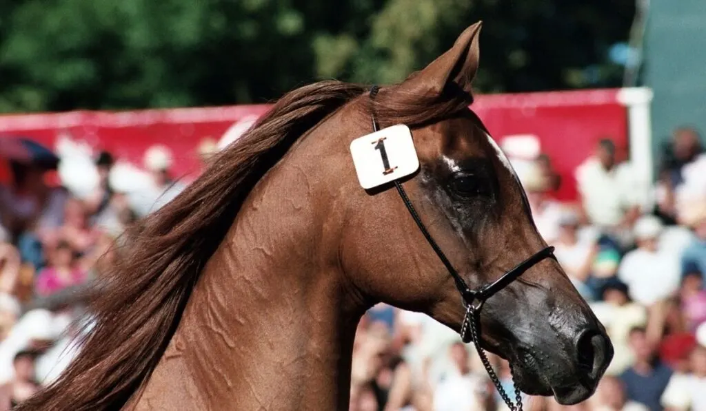 26 Equine Careers with Estimated Salaries Helpful Horse Hints