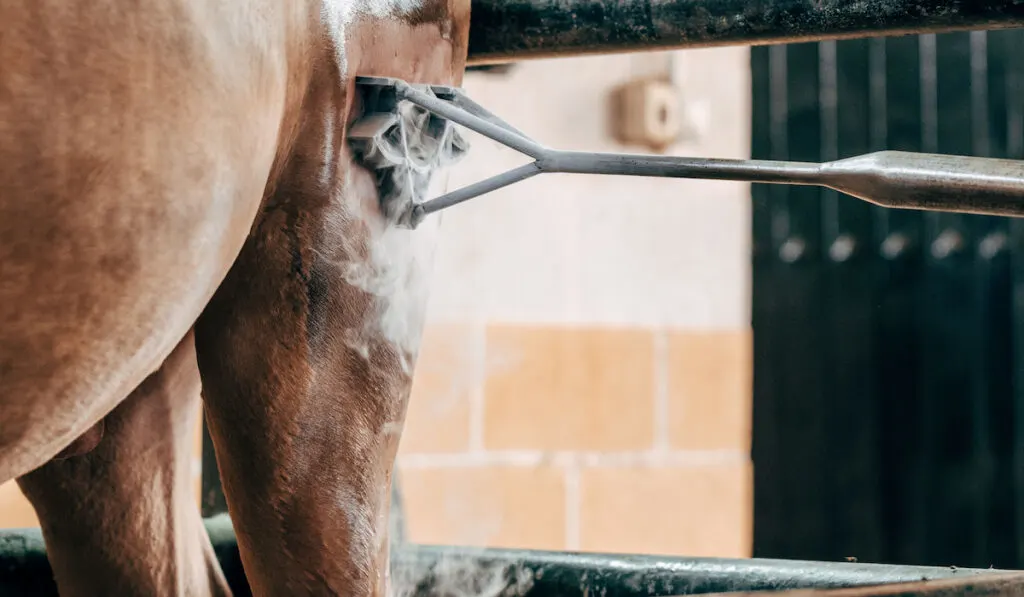 Livestock brand on horseback with cold liquid nitrogen technique
