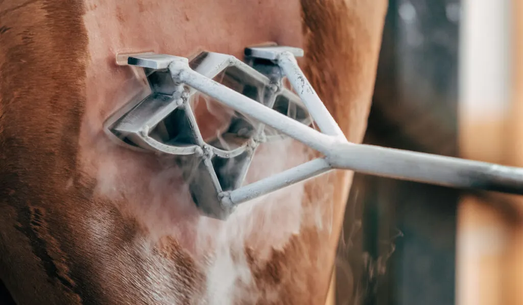 Livestock brand on horseback with cold liquid nitrogen technique