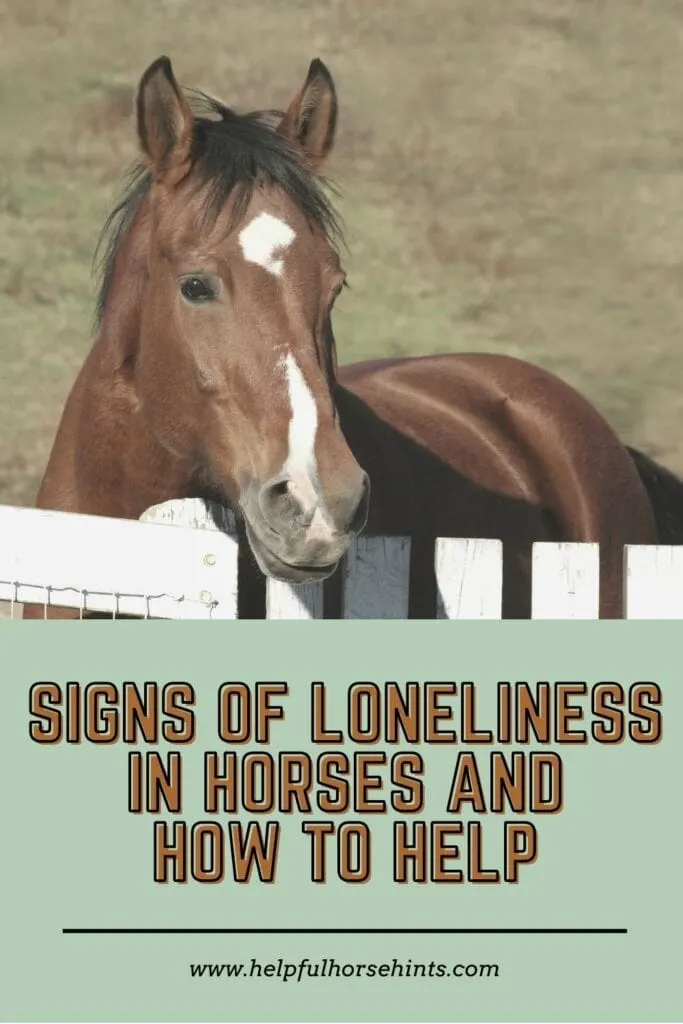 Pinterest pin - Signs of Loneliness in Horses & How To Help