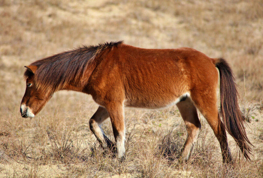 lonely rare banker horse wandering on dried grass