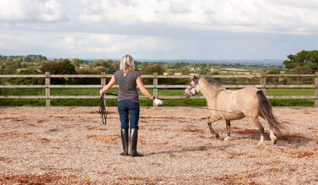 Young woman lunging her horse in field