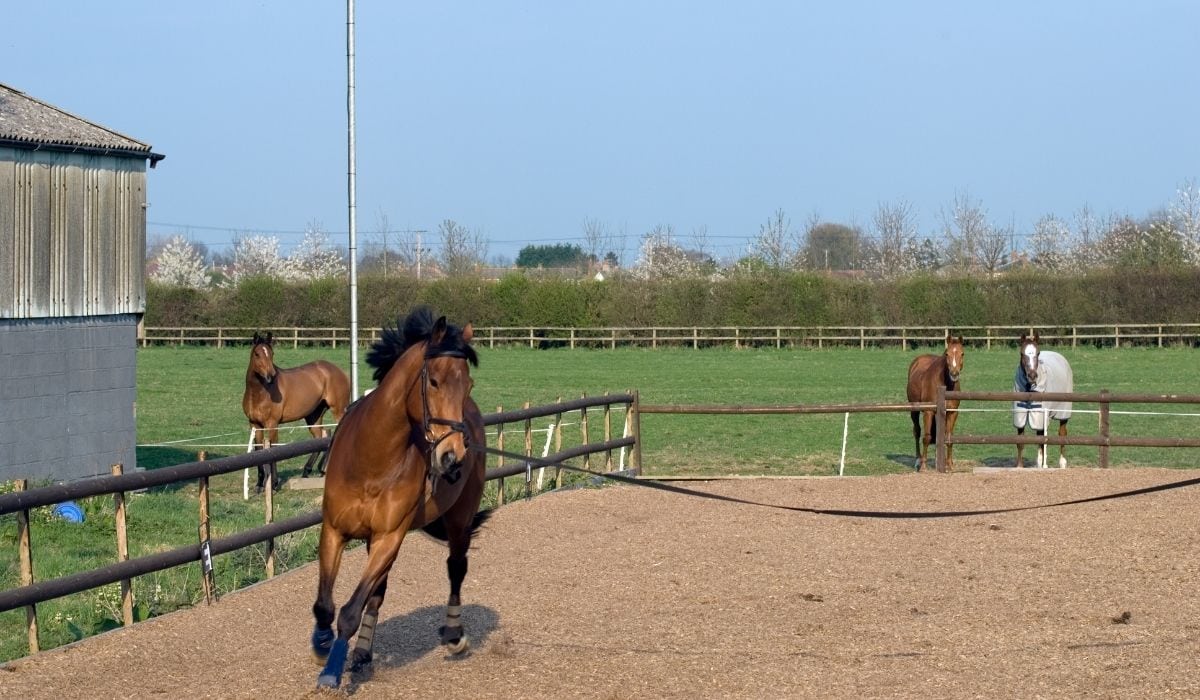 How To Teach A Horse To Lunge Helpful Horse Hints