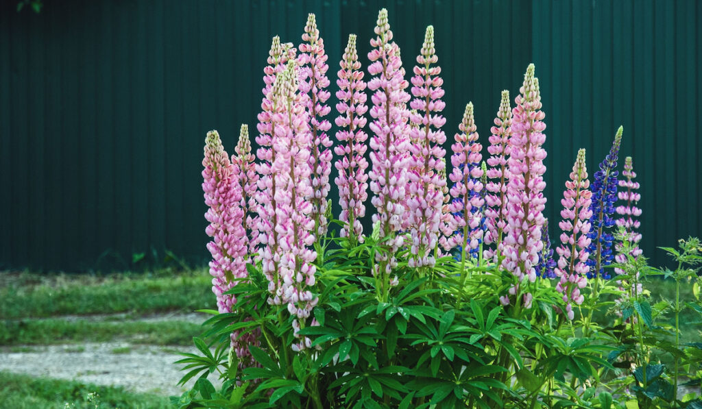 Lupine plant blooming with pink flowers in summer