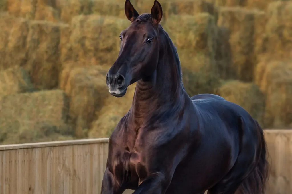 Lusitano horse in motion on nature background at sunset light