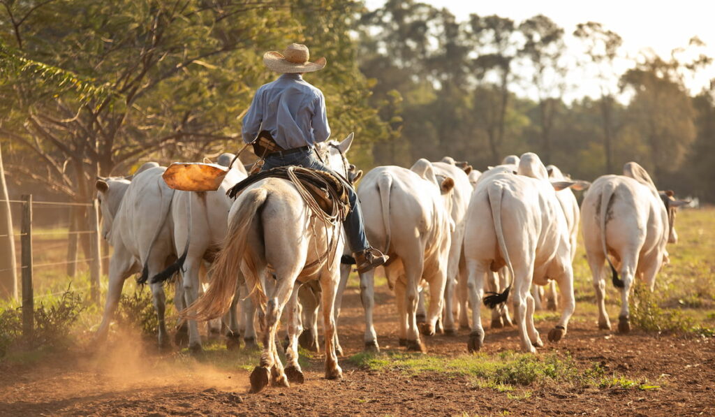 man on horse shepherding group of cattle