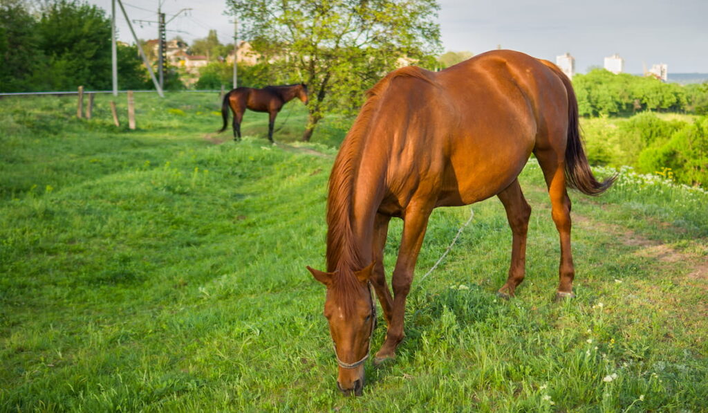 Mahogony Bay Horses grazing on a spring pasture