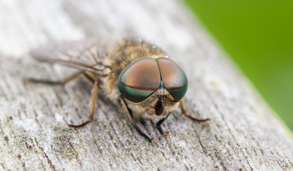 Male pale giant horsefly