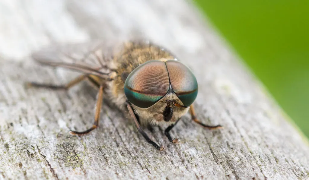 Male pale giant horsefly