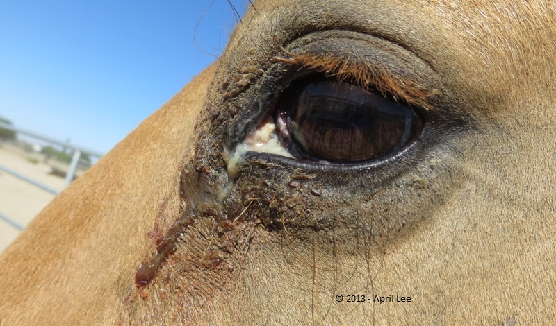 horse with eye infection with tearing