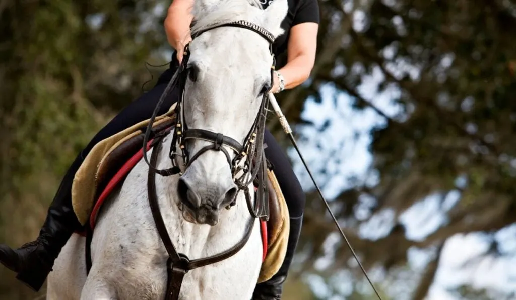 Man Riding a Lipizzaner Horse
