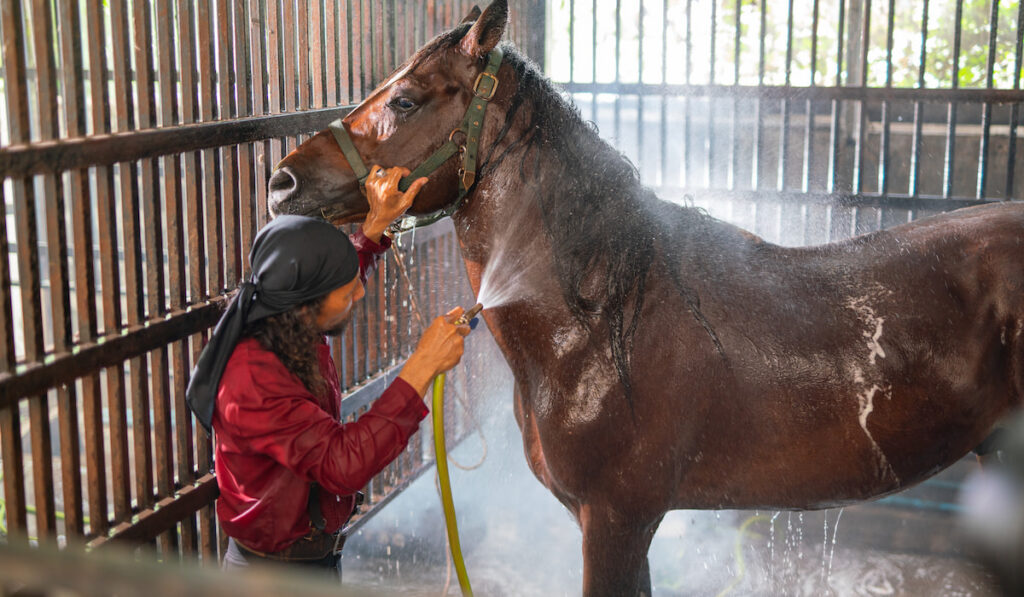 man bathing horse in stable