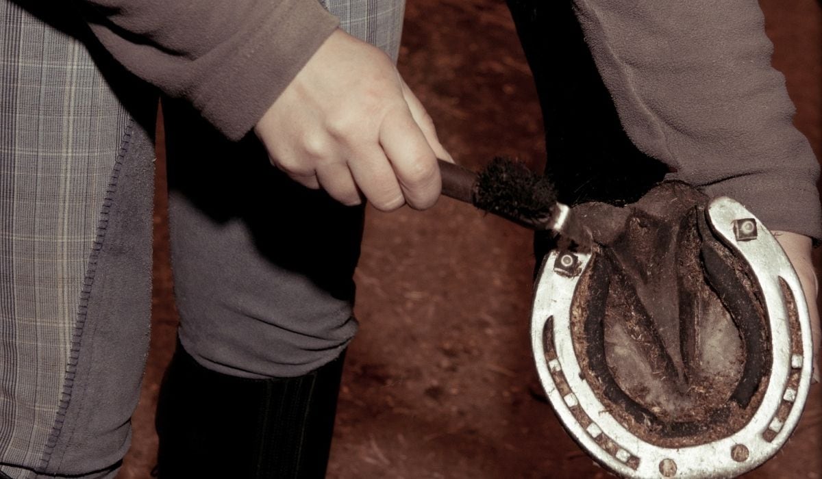 Types of Horseshoe Studs Helpful Horse Hints