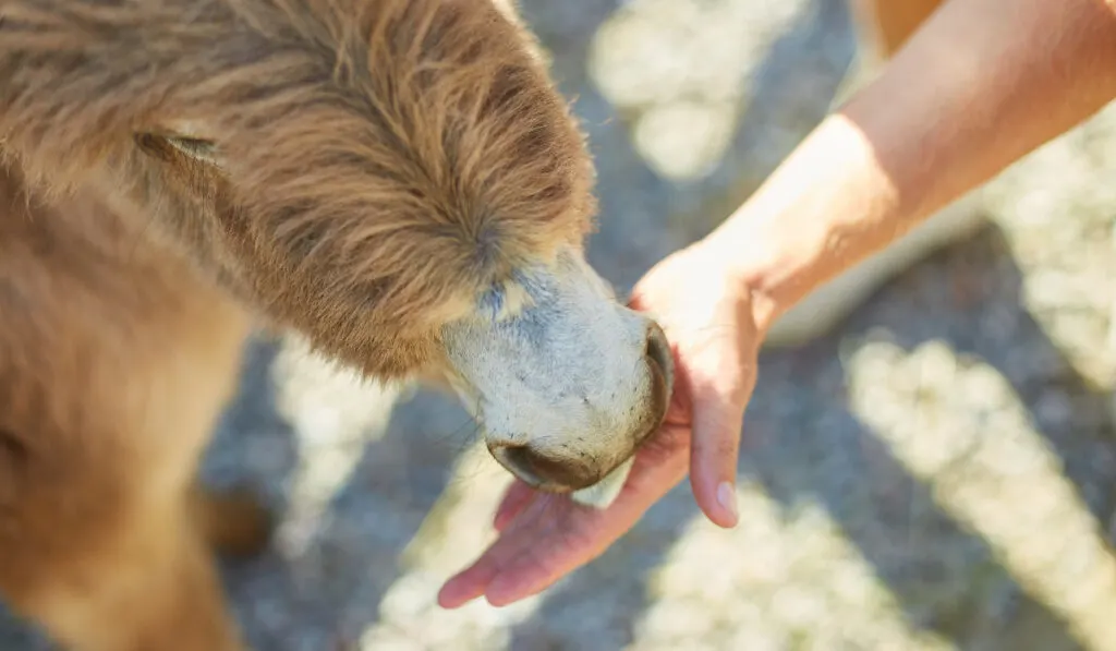 Man feeding donkeys in the countryside, in a farm,
