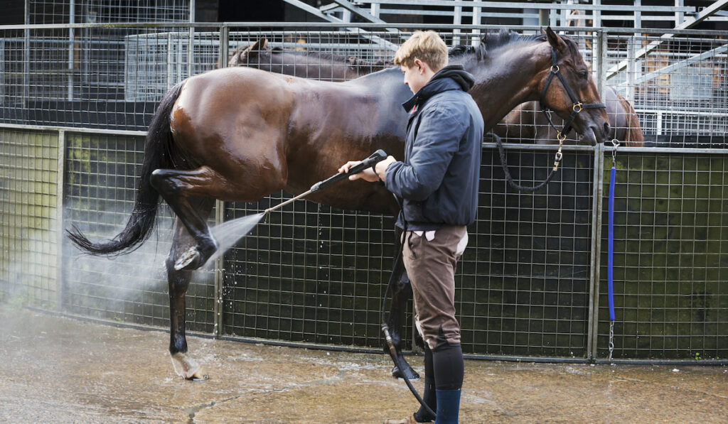 Man hosing down a thoroughbred horse after exercising