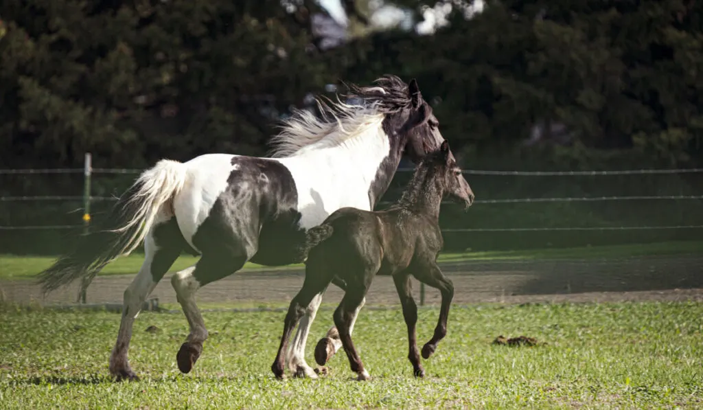 Mare and baby foal trotting in pasture