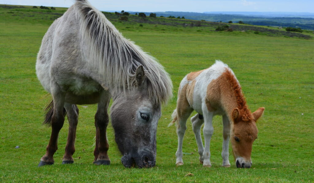 Mare and foal grazing 