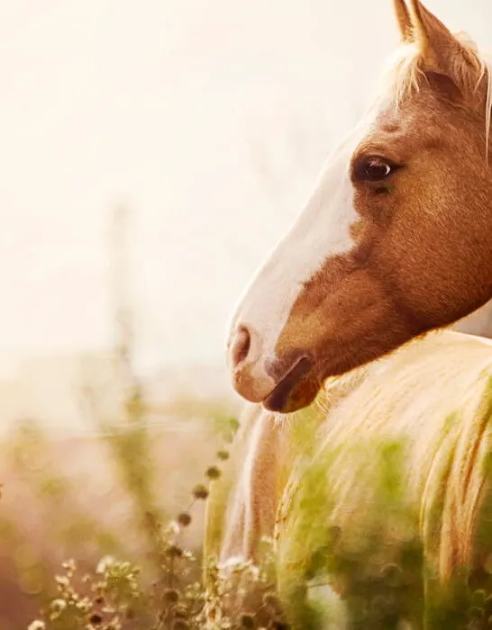 mare horse at dusk in the field