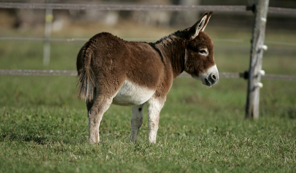 Miniature Donkey