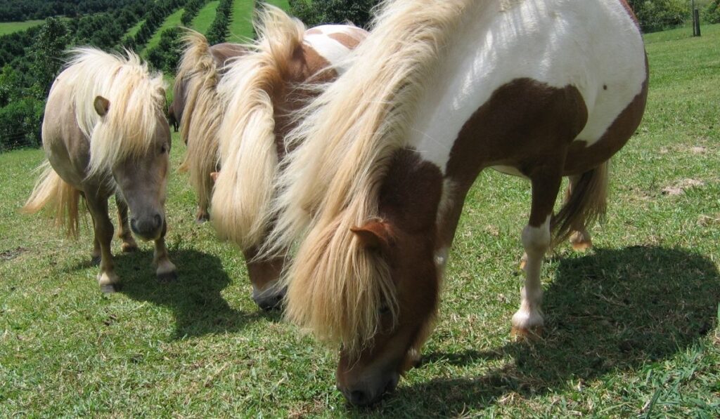 Miniature Horse