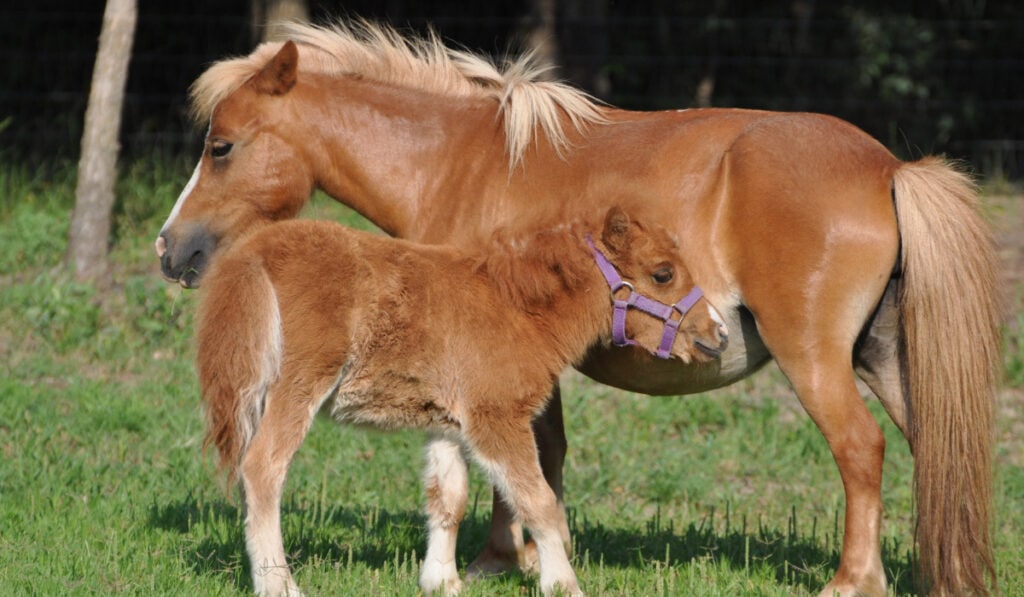Miniature Horse with her colt