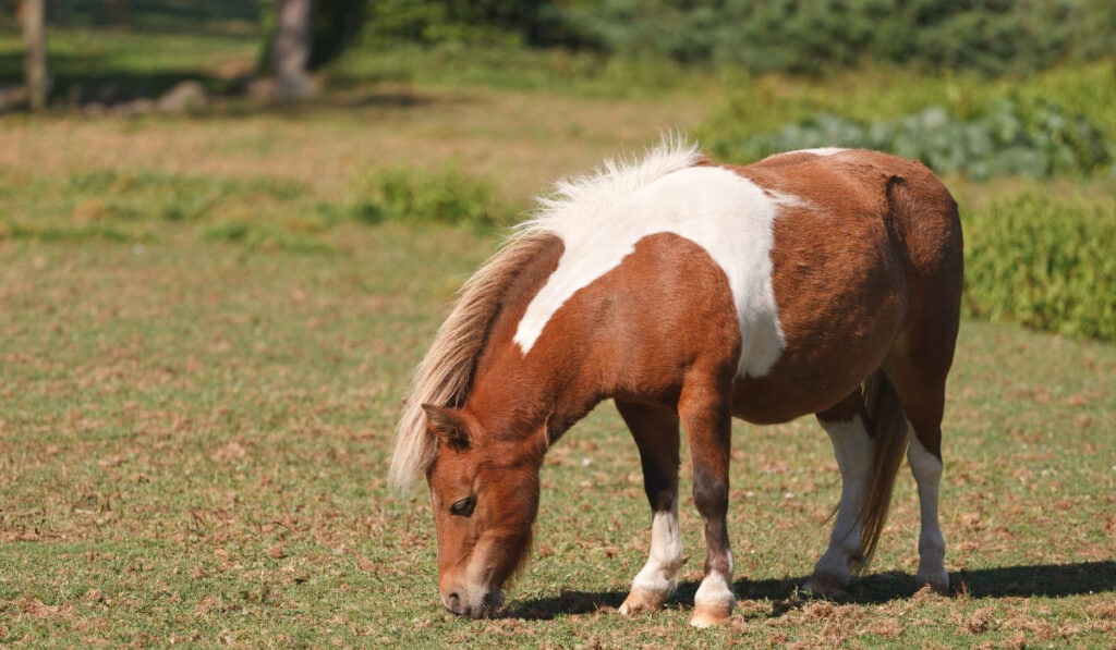 Miniature Horse eating grass