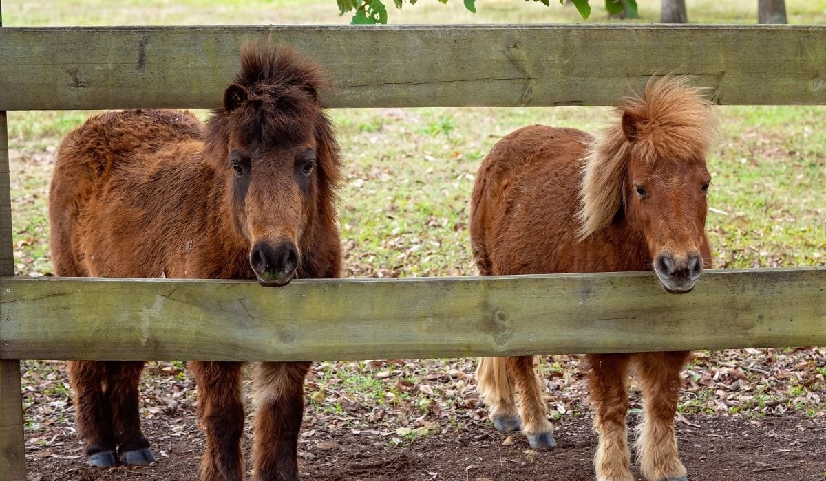 Chevaux miniatures