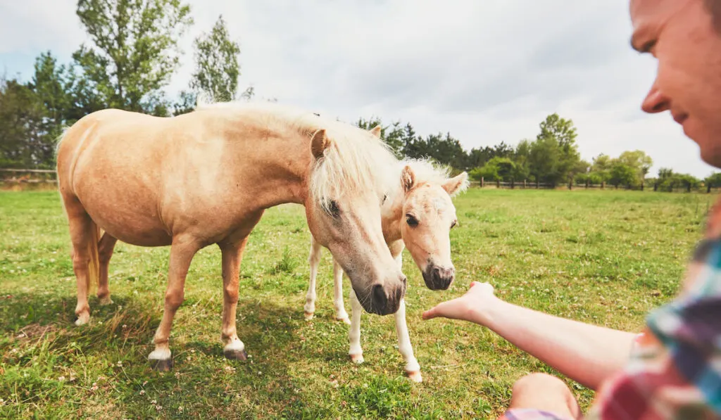 Miniature horses on the pasture near hand of the farmer
