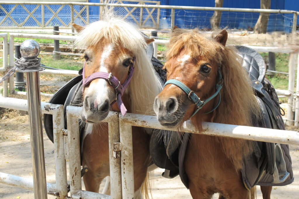 Miniature horses 