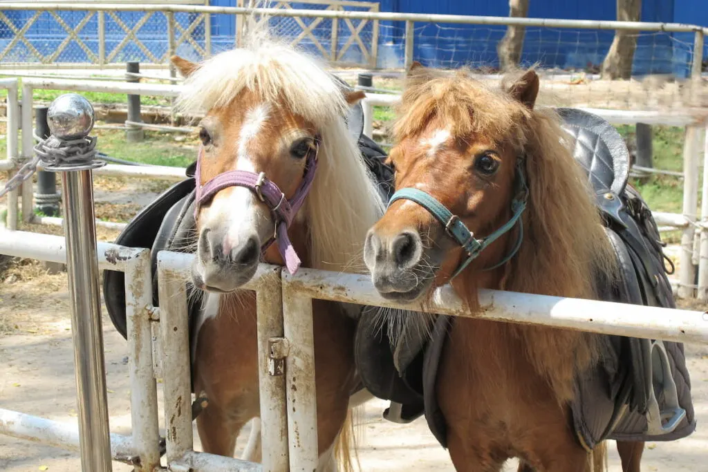 Miniature horses 