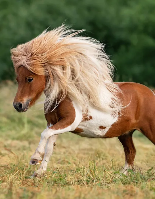 Miniature shetland breed pony running in the field in summer
