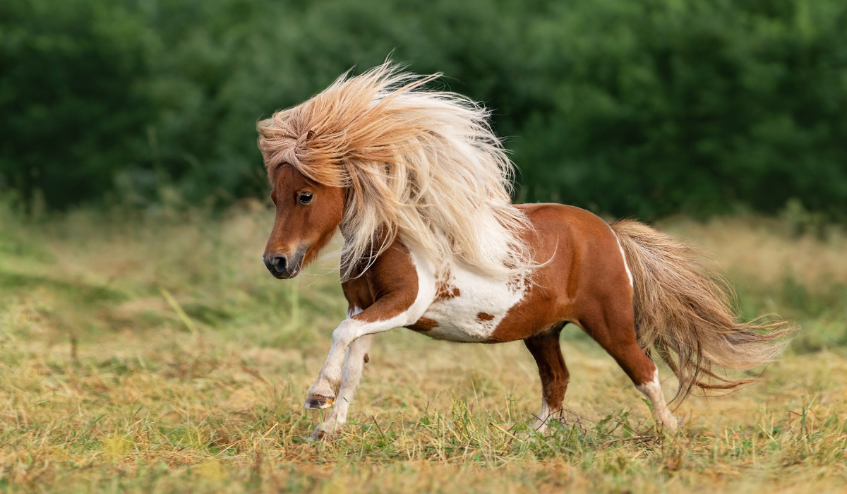 15 Black Pony Breeds Helpful Horse Hints