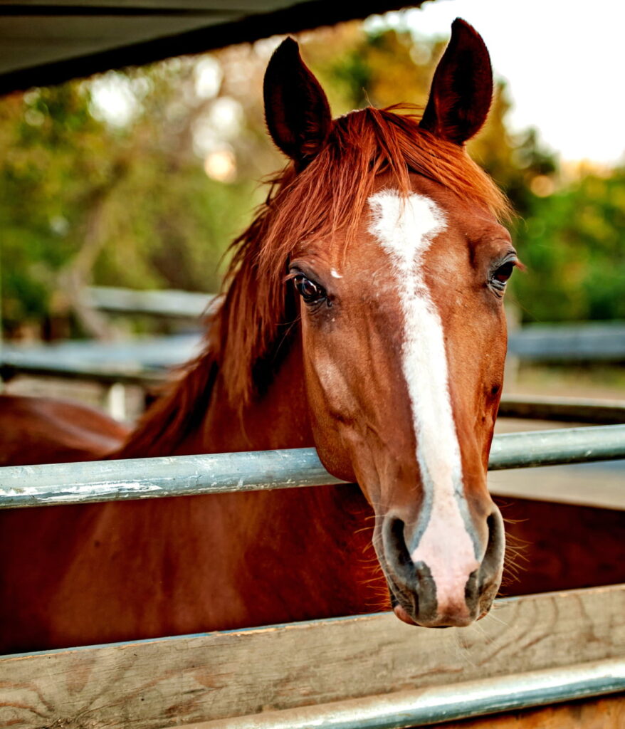 Missouri Fox Trotter in the barn