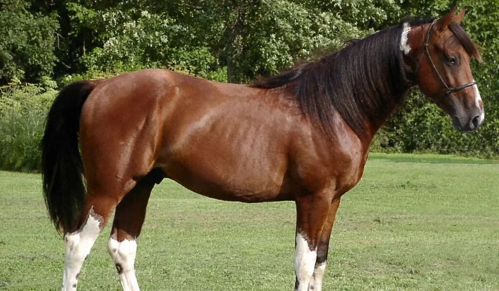 Missouri Fox Trotters