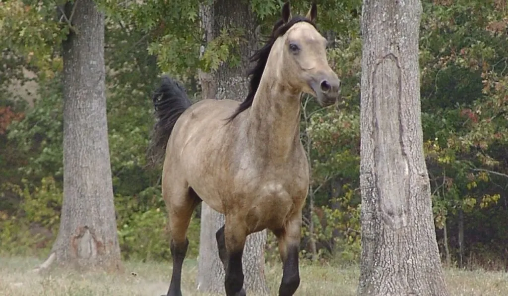 Missouri Fox Trotters Galloping