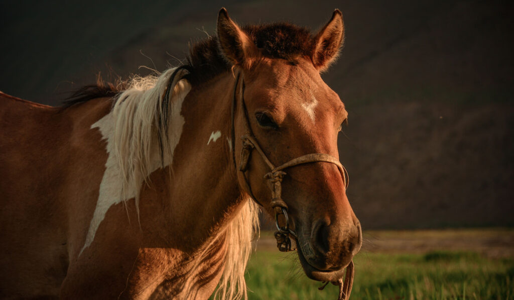 Mongolian horses in the Mongolian summer pasture