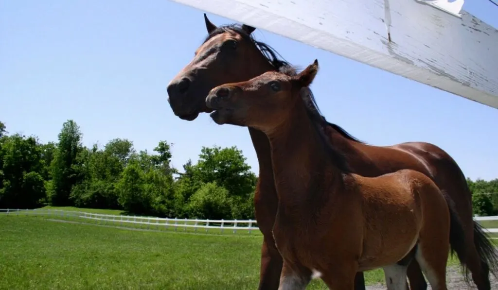 Morgan Horse