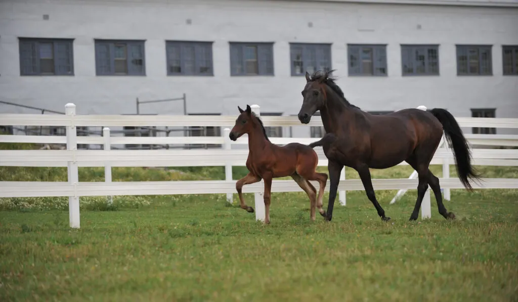 Morgan Horse Mare and foal  colt exercising at liberty