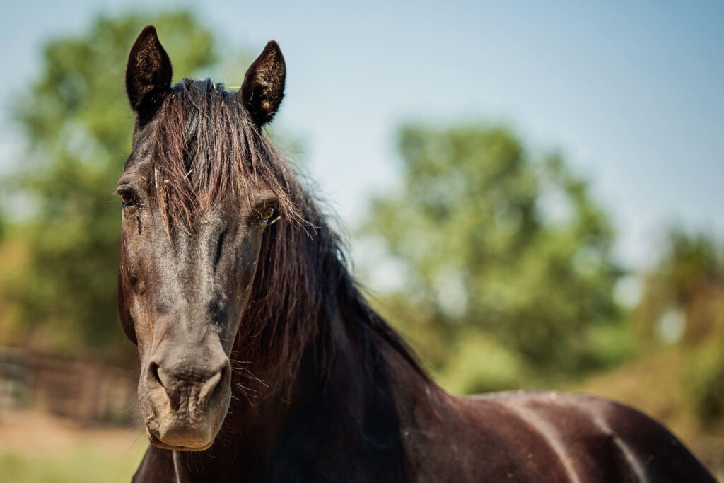 Morgan Horse in Pasture
