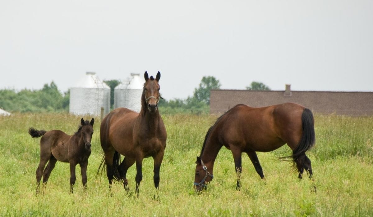 Morgan Horse