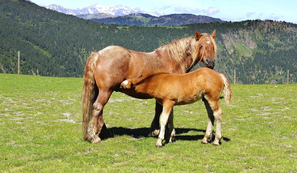 Mother Horse and Foal