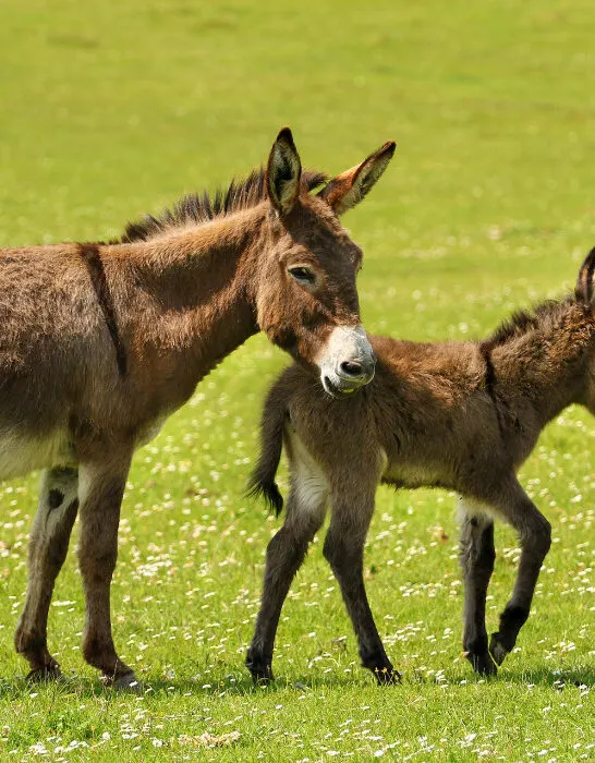 Mother and newborn baby donkeys on the floral meadow