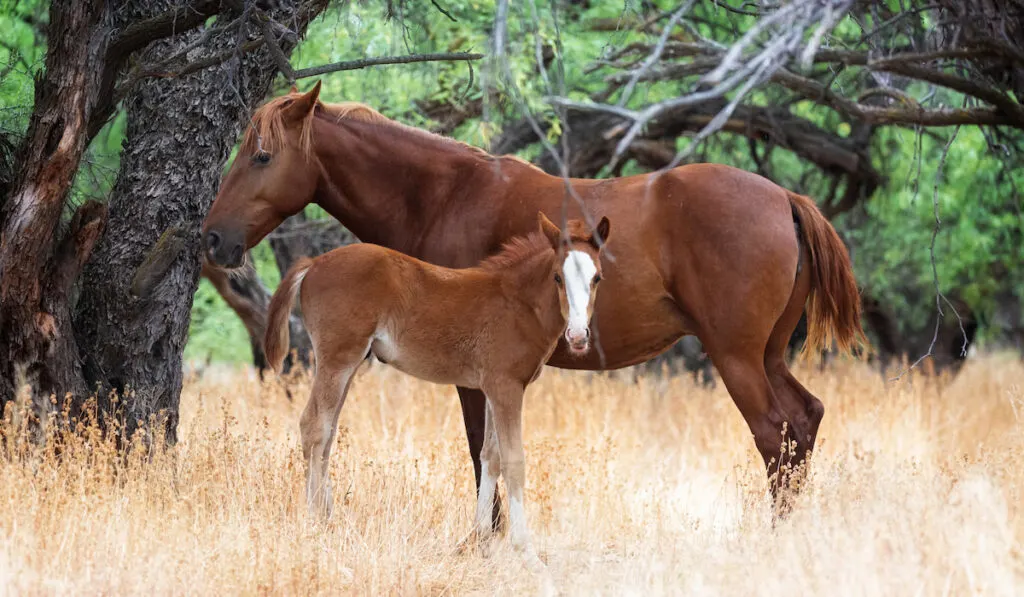 Mother wild horse with baby foal in field along Salt River in Mesa, Arizona