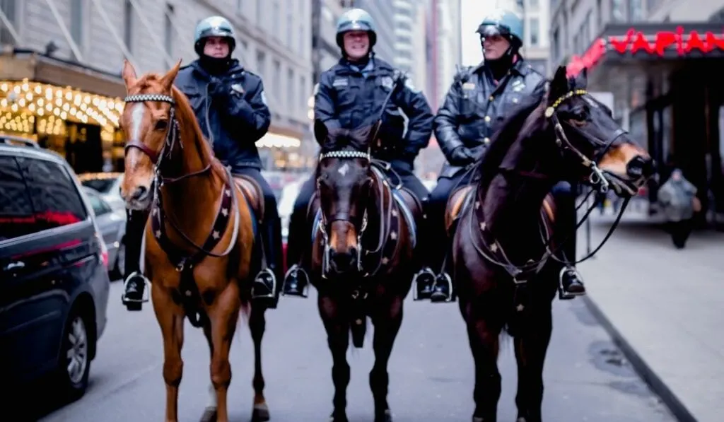 Can You Ride a Horse on the Road Helpful Horse Hints