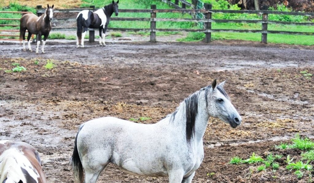 Muddy corral